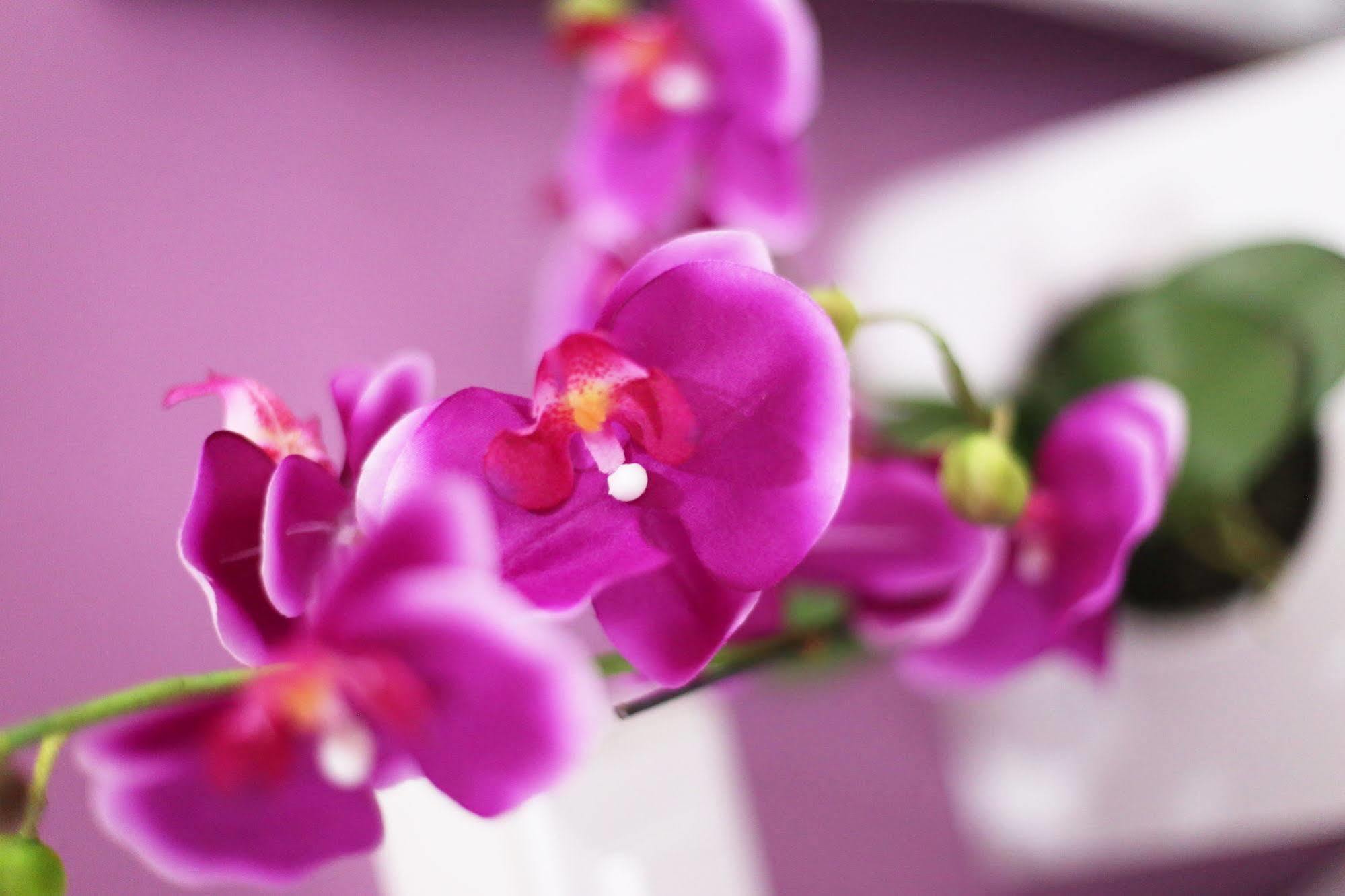 Iris Room Rome Luaran gambar